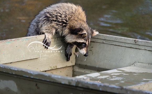 raccoon