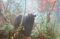 Black Bear