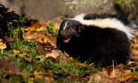 Skunk