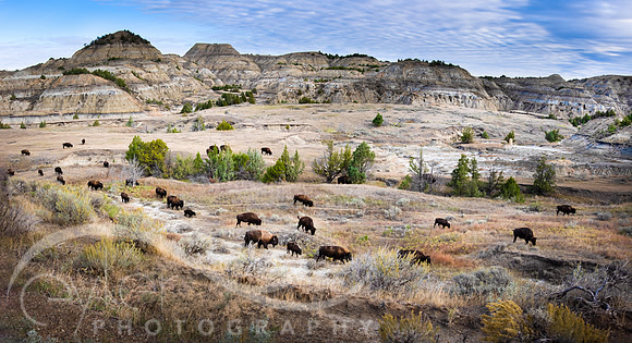Theodore Roosevelt NP