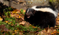 Skunk