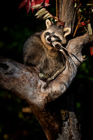Raccoon