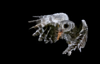 Screech Owl with sun spider