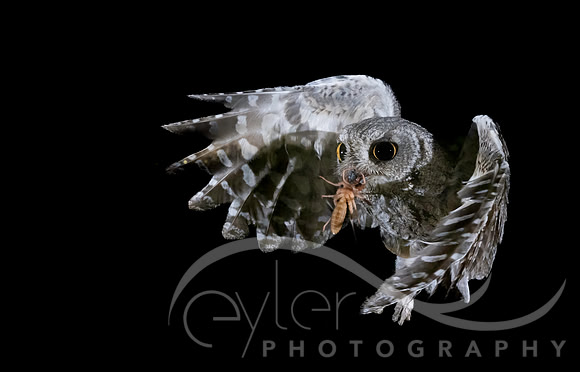 Screech Owl with sun spider