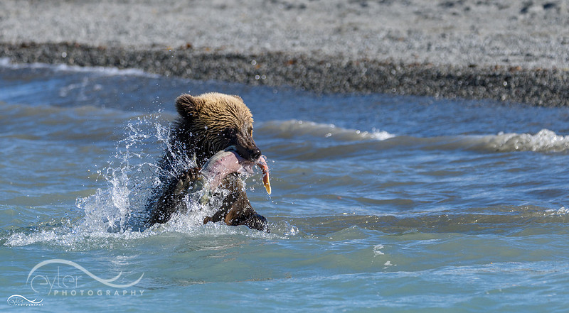 Brown Bear Cub with Fish