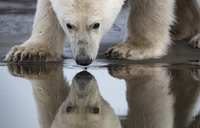 Polar Bears