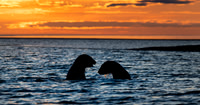 Polar Bears, Beaufort Sea, Arctic National Wildlife Refuge