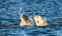Polar Bear Cubs, ANWR