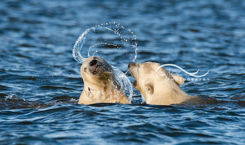 Polar Bear Cubs, ANWR