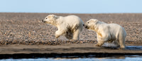 Polar Bear cubs running, ANWR