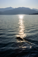 Dall Porpoise in Prince William Sound at Sunset
