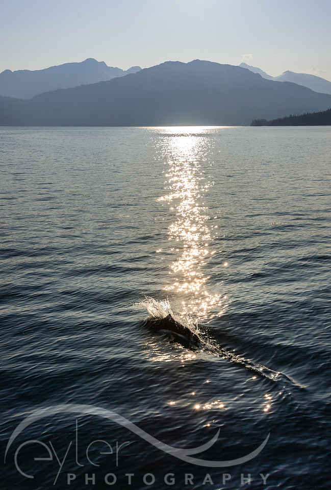 Dall Porpoise in Prince William Sound at Sunset
