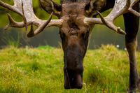 Bull Moose