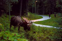 City Moose in Anchorage