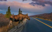 Moose in Denali NP