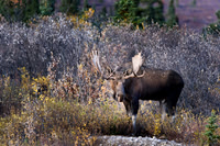 Bull Moose in Denali, NP