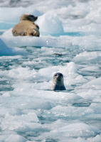 Harbor Seal in College Fjord, Alaska