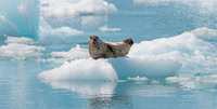 Harbor Seal in College Fjord, Alaska