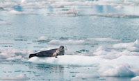 Harbor Seal in College Fjord, Alaska