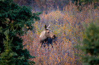 Calf in Denali, NP