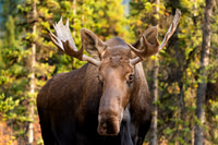 Moose