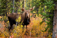 Bull Moose in Denali, NP