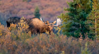 Bull Moose in Denali, NP