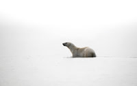 Polar Bear in Beaufort Sea