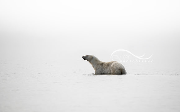 Polar Bear in Beaufort Sea