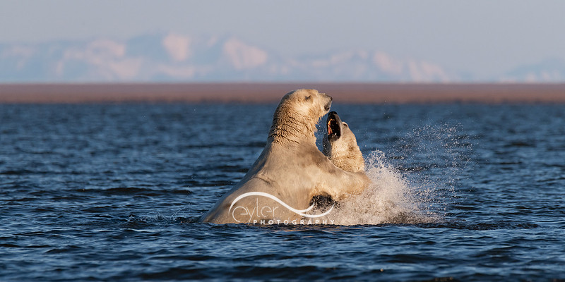 Male Polar Bears in ANWR