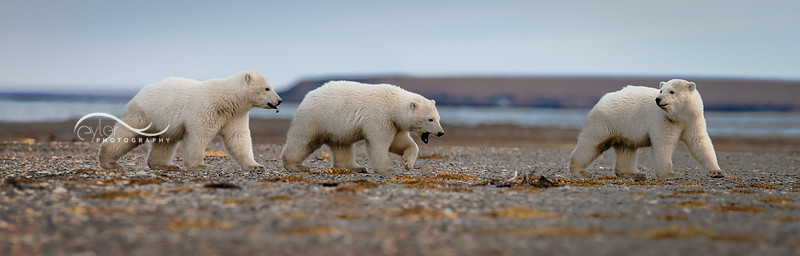 Polar Bear Cubs in ANWR