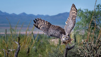 Great Horned Owl
