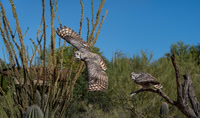 Great Horned Owl