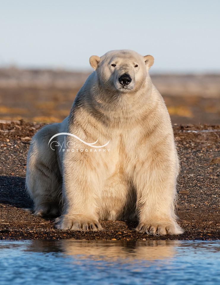 Polar Bear (adult) in ANWR
