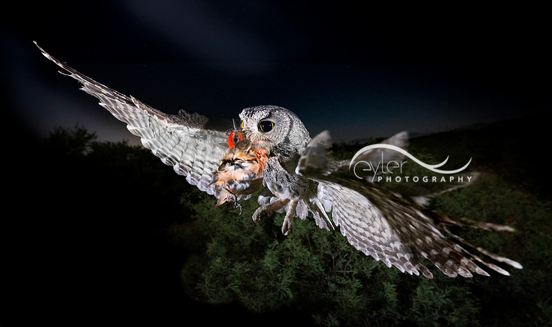 Screech Owl with vermillion flycatcher
