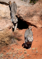 Juvenile Bobcats