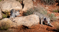 Juvenile Bobcats