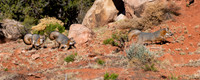Grey Fox x 3