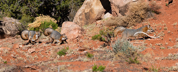 Grey Fox x 3