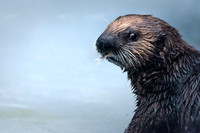 Sea Otter