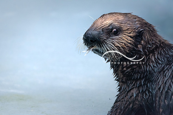 Sea Otter