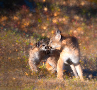 Mt. Lion cub kiss
