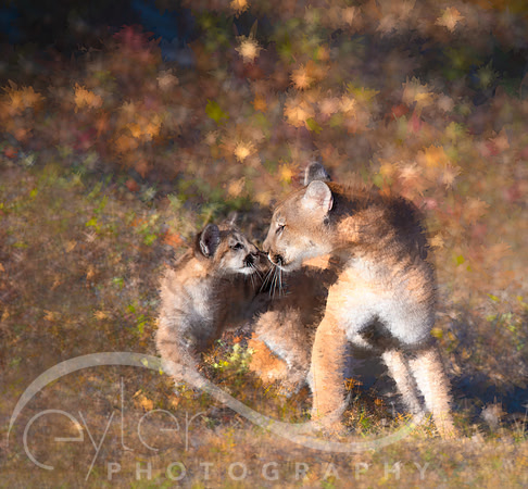 Mt. Lion cub kiss