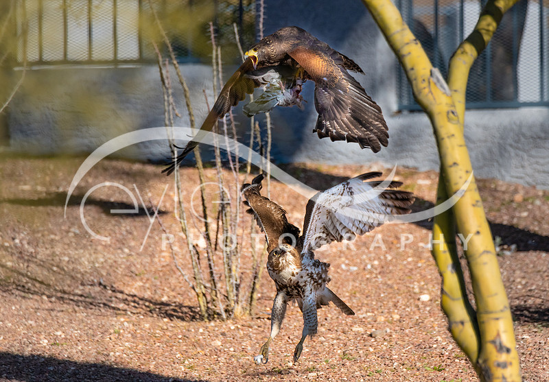 Ferruginous Hawk and Harris Hawk fight for dove
