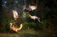 Fox hunting Pheasant