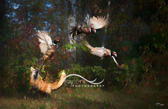 Fox hunting Pheasant