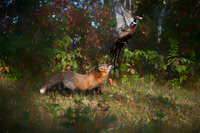 Fox and pheasant