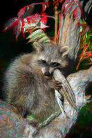 Raccoon
