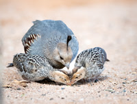 Quail with babes