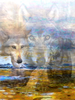 Wolves in River x 3 (crop)